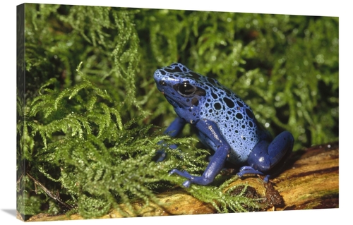 Global Gallery GCS-452734-2436-142 24 x 36 in. Blue Poison Dart Frog&#