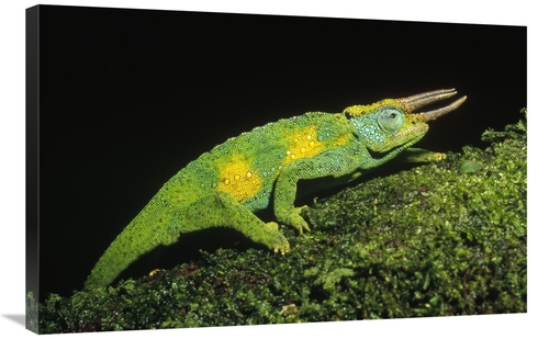 Global Gallery GCS-452346-2436-142 24 x 36 in. Jacksons Chameleon Clim