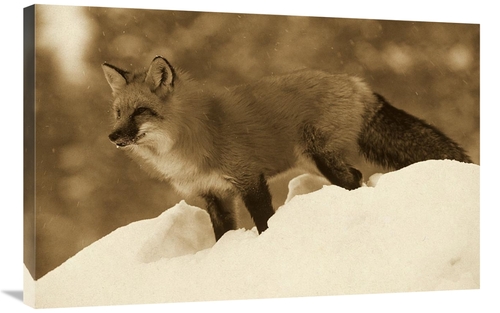 Global Gallery GCS-453680-2436-142 24 x 36 in. Red Fox Standing At the