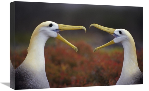 Global Gallery GCS-395589-1624-142 16 x 24 in. Waved Albatross Courtsh
