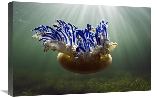 Global Gallery GCS-397919-2030-142 20 x 30 in. Upside-Down Jellyfish&#