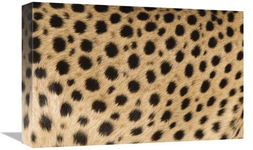 Global Gallery GCS-395307-1218-142 12 x 18 in. Cheetah Close-Up of Coa