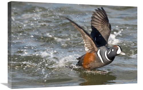 Global Gallery GCS-397388-2030-142 20 x 30 in. Harlequin Duck Male Tak