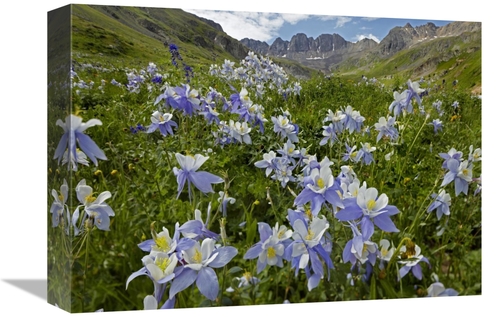 Global Gallery GCS-396533-1216-142 12 x 16 in. Colorado Blue Columbine