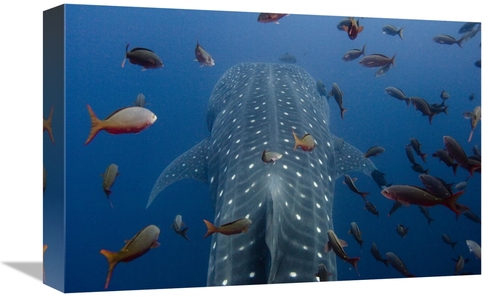 Global Gallery GCS-397944-1218-142 12 x 18 in. Whale Shark Swimming wi