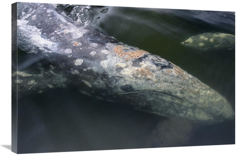 Global Gallery GCS-450832-2436-142 24 x 36 in. Gray Whale Filter Feedi