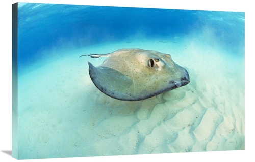 Global Gallery GCS-397584-2436-142 24 x 36 in. Southern Stingray, 