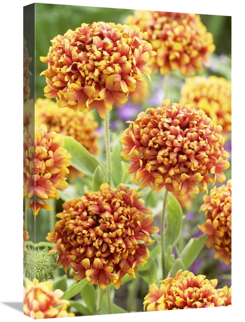 Global Gallery GCS-398401-1624-142 16 x 24 in. Blanketflower Dakota Re