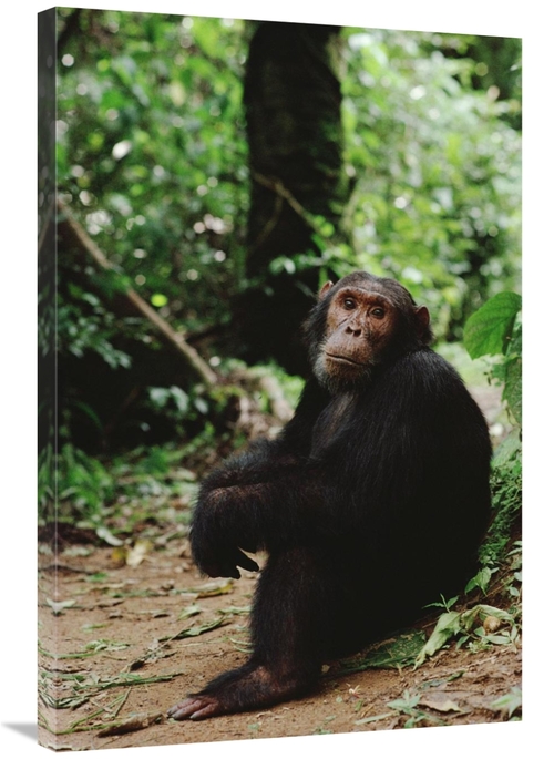 Global Gallery GCS-452741-2436-142 24 x 36 in. Chimpanzee on Forest Fl