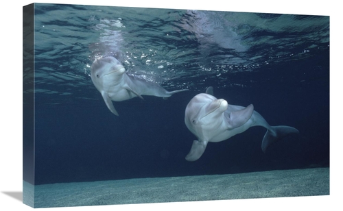 Global Gallery GCS-450663-1624-142 16 x 24 in. Bottlenose Dolphin Unde