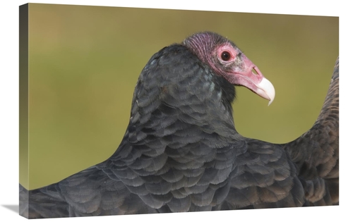 Global Gallery GCS-397332-2030-142 20 x 30 in. Turkey Vulture, How