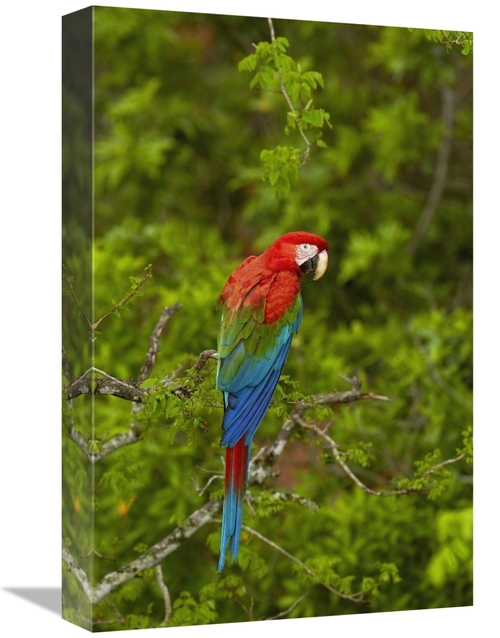 Global Gallery GCS-453225-1218-142 12 x 18 in. Red & Green Macaw Perch