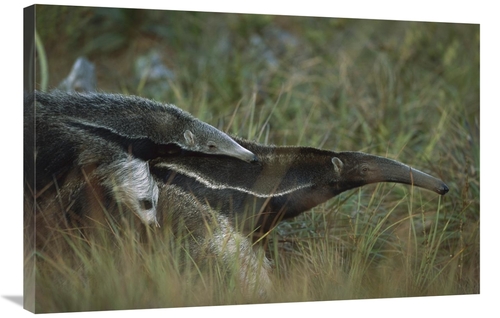 Global Gallery GCS-451579-2436-142 24 x 36 in. Giant Anteater Carrying