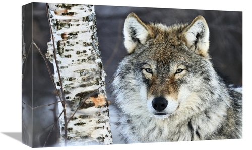 Global Gallery GCS-395678-1218-142 12 x 18 in. Gray Wolf Portrait,