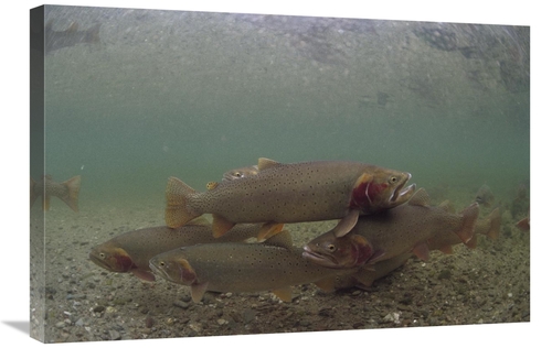 Global Gallery GCS-451921-2030-142 20 x 30 in. Yellowstone Cutthroat T