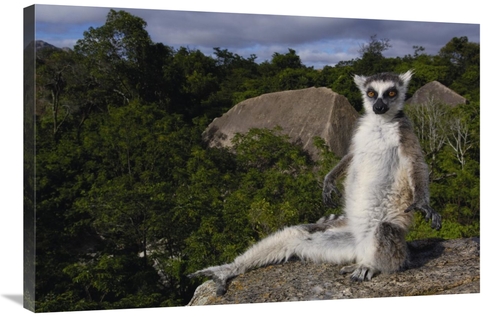 Global Gallery GCS-453240-2436-142 24 x 36 in. Ring-Tailed Lemur, 