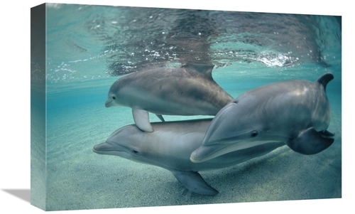 Global Gallery GCS-450669-1218-142 12 x 18 in. Bottlenose Dolphin Unde