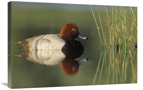 Global Gallery GCS-396349-2030-142 20 x 30 in. Redhead Duck Male, 