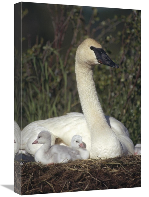 Global Gallery GCS-451887-1624-142 16 x 24 in. Trumpeter Swan Mother o