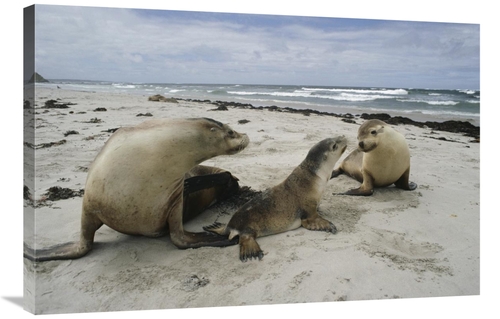Global Gallery GCS-452992-2436-142 24 x 36 in. Australian Sea Lion Mot
