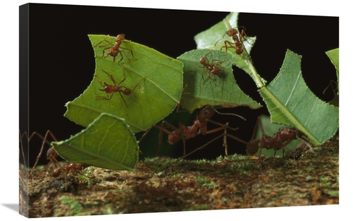 Global Gallery GCS-450769-2030-142 20 x 30 in. Leafcutter Ant Workers 