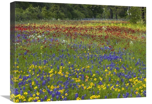 Global Gallery GCS-452192-1824-142 18 x 24 in. Annual Coreopsis Texas 