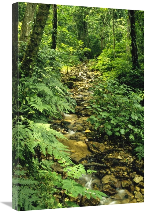 Global Gallery GCS-452780-2030-142 20 x 30 in. Gombe Stream Flowing Th