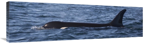 Global Gallery GCS-395450-40-142 40 in. Orca Surfacing Showing Dorsal 