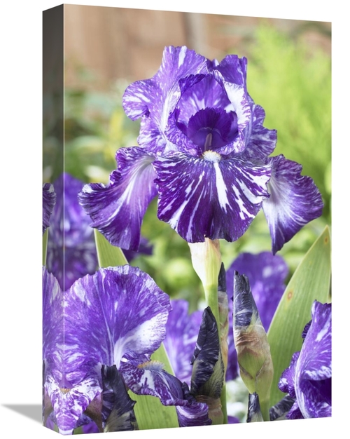 Global Gallery GCS-398370-1218-142 12 x 18 in. Bearded Iris Batik Vari