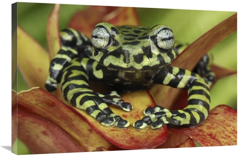 Global Gallery GCS-397655-2436-142 24 x 36 in. Tigers Treefrog on Brom