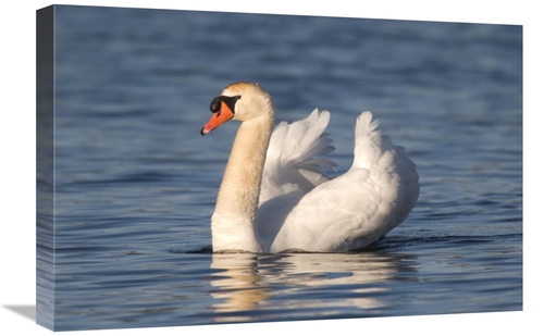 Global Gallery GCS-397380-1624-142 16 x 24 in. Mute Swan Swimming,