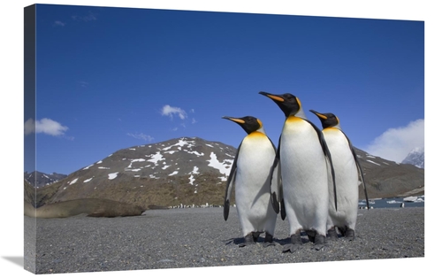 Global Gallery GCS-395348-2030-142 20 x 30 in. King Penguin Group on B