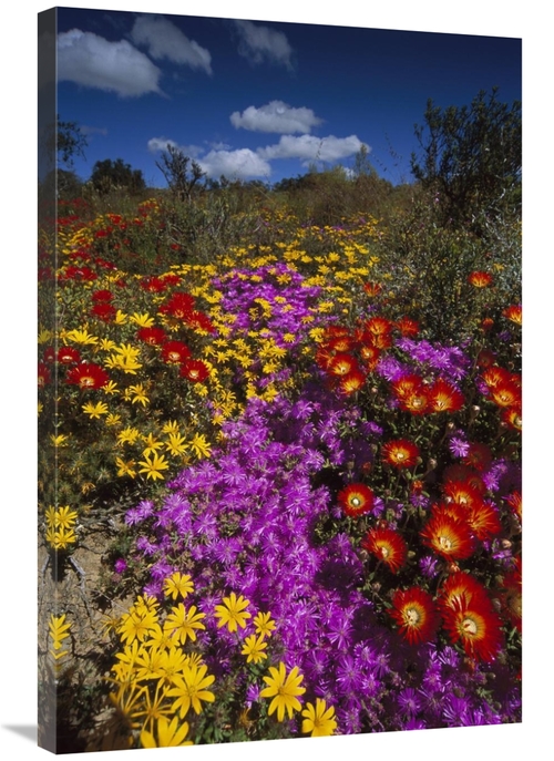 Global Gallery GCS-451831-2436-142 24 x 36 in. Dewflowers & Other Bloo