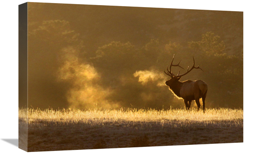 Global Gallery GCS-486570-22-142 22 in. Frosty Morning Bull Elk Art Pr