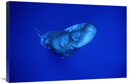 Global Gallery GCS-450783-2436-142 24 x 36 in. Sperm Whale,Dominic