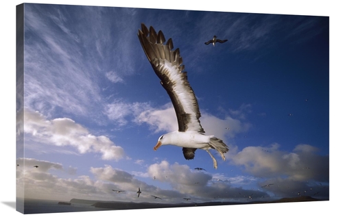 Global Gallery GCS-451820-2436-142 24 x 36 in. Campbell Albatross Juve