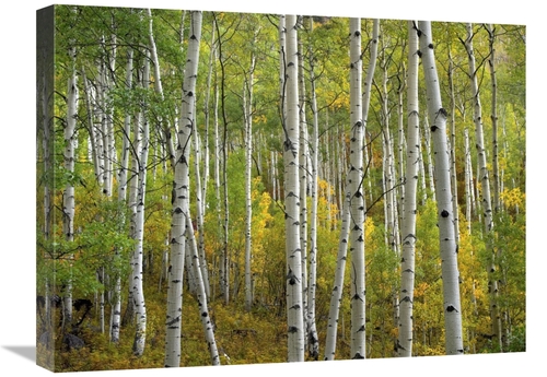 Global Gallery GCS-395982-1824-142 18 x 24 in. Aspen Trees in Fall,