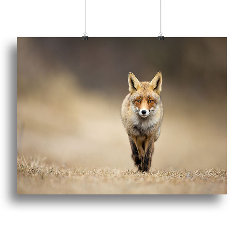 Red fox Canvas Print or Poster