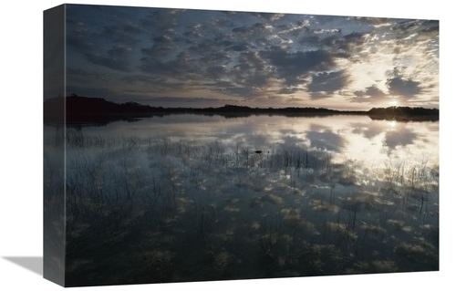 Global Gallery GCS-395913-1216-142 12 x 16 in. American Alligator in N