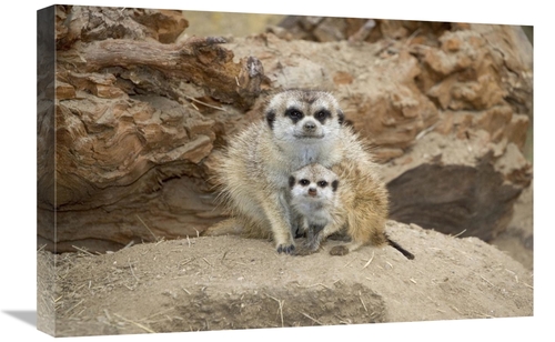 Global Gallery GCS-450846-1624-142 16 x 24 in. Meerkat Mother & Baby&#