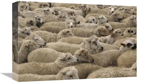 Global Gallery GCS-453137-1218-142 12 x 18 in. Domestic Sheep Herd&#44