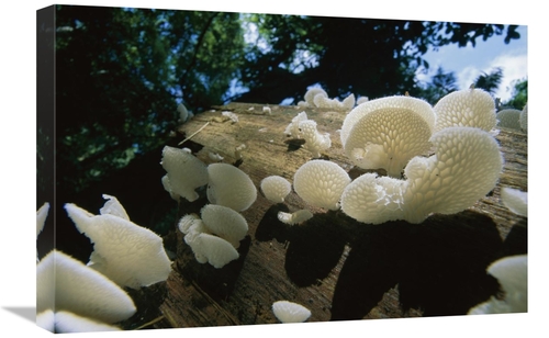 Global Gallery GCS-398544-1624-142 16 x 24 in. Bracket Fungus Mushroom