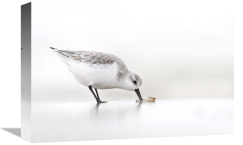 Global Gallery GCS-398236-1218-142 12 x 18 in. Sanderling Foraging on 