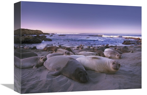 Global Gallery GCS-397142-1216-142 12 x 16 in. Northern Elephant Seal 