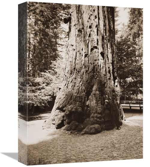 Global Gallery GCS-455401-16-142 16 in. Big Tree Felton - Redwood,