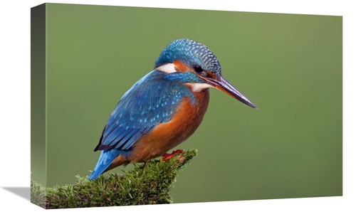 Global Gallery GCS-395293-1218-142 12 x 18 in. Common Kingfisher, 