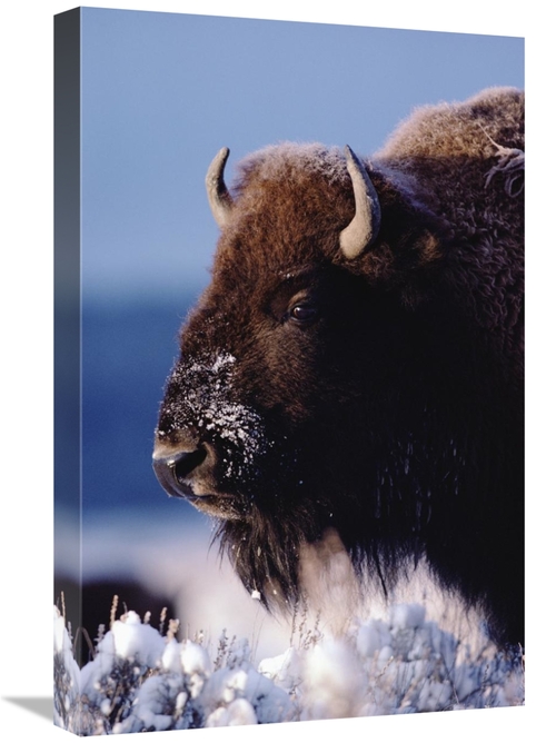 Global Gallery GCS-451983-1624-142 16 x 24 in. American Bison Portrait