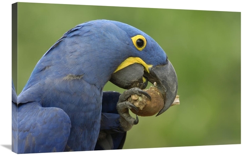 Global Gallery GCS-453149-2436-142 24 x 36 in. Hyacinth Macaw in Cerra