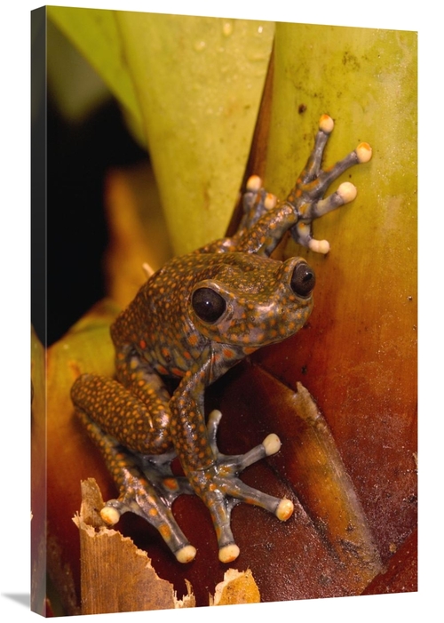 Global Gallery GCS-453177-2436-142 24 x 36 in. Strawberry Tree Frog Ma