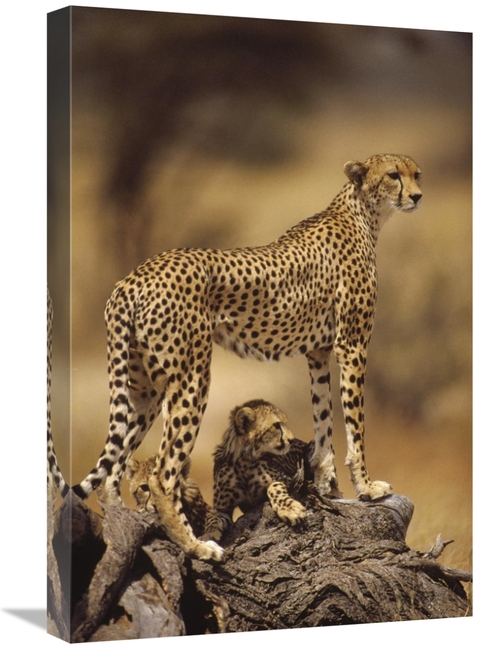 Global Gallery GCS-452762-1624-142 16 x 24 in. Cheetah Mother with Ado